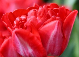 Tulipa Pamplona ® (3)